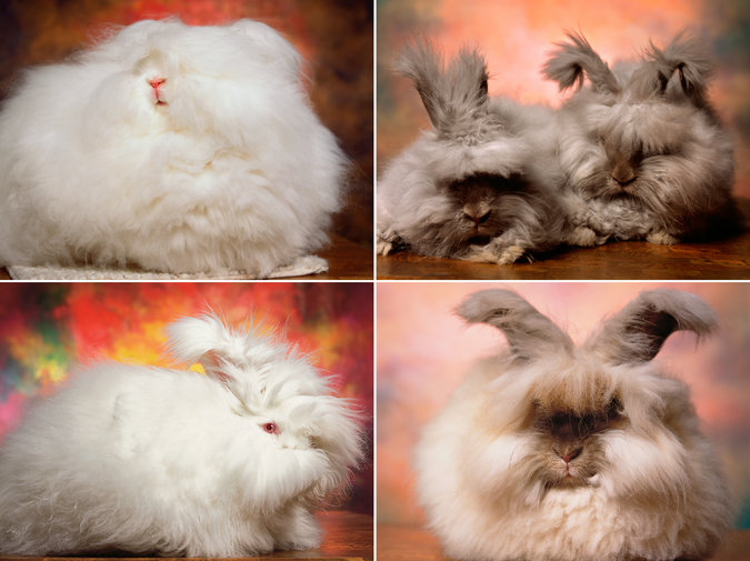 four Angora bunnies from a surreal 2015 rabbit show in upstate New York
