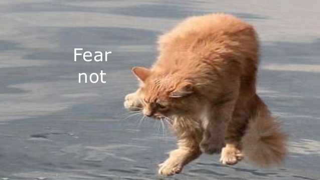 A cat jumping in midair, captioned with the words fear not