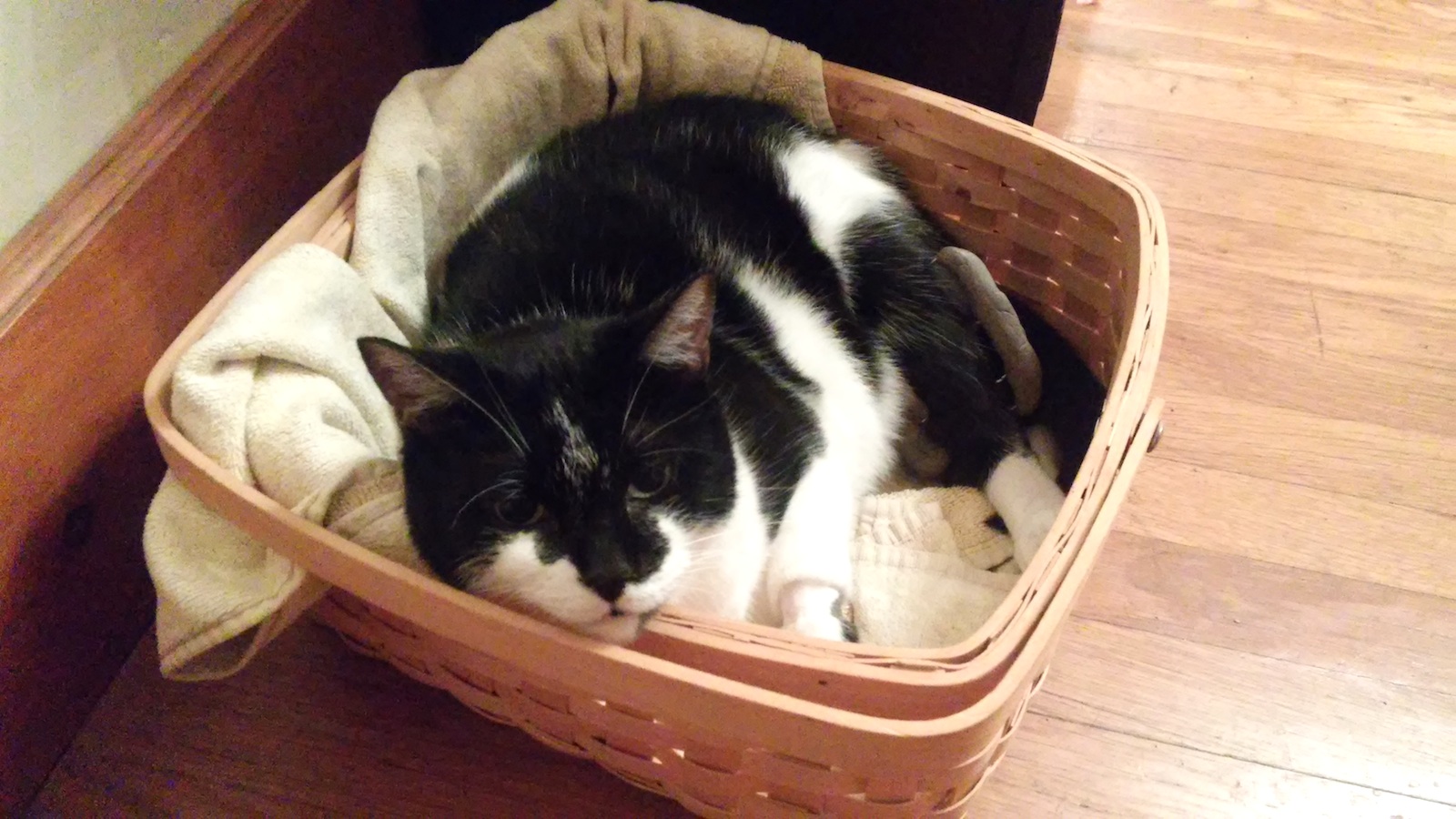Panda in a basket